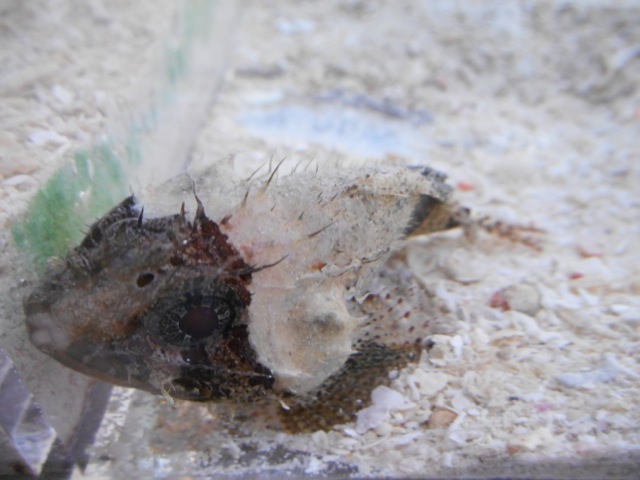 沖縄県産県産海水魚販売シガテラ 小さめのカサゴ類 シガテラブログ