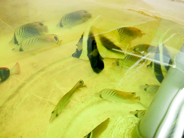 魚 シガテラ 海水 シガテラ海水魚, 自然毒のリスクプロファイル：魚類：シガテラ毒｜厚生