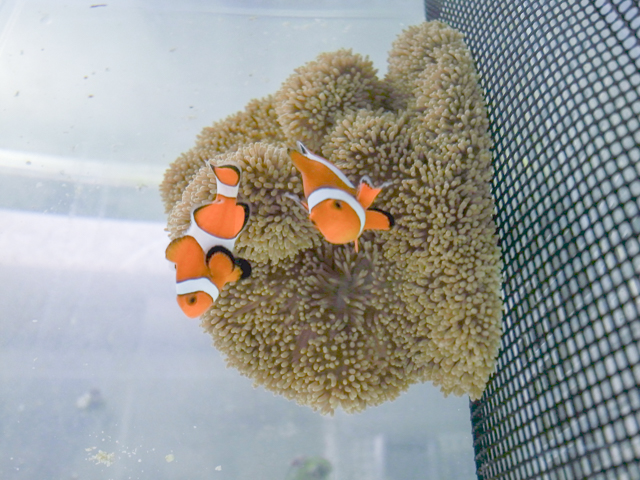 ハタゴイソギンチャクと天然カクレクマノミ・ペア | シガテラ海水魚スタッフブログ