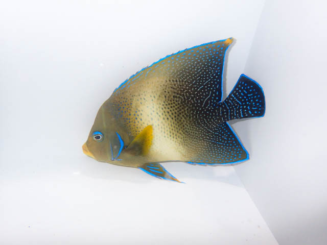 魚壁飾り　サザナミヤッコ成魚［額装］（訳あり品❗️） シガテラ海水魚】サザナミヤッコ若魚